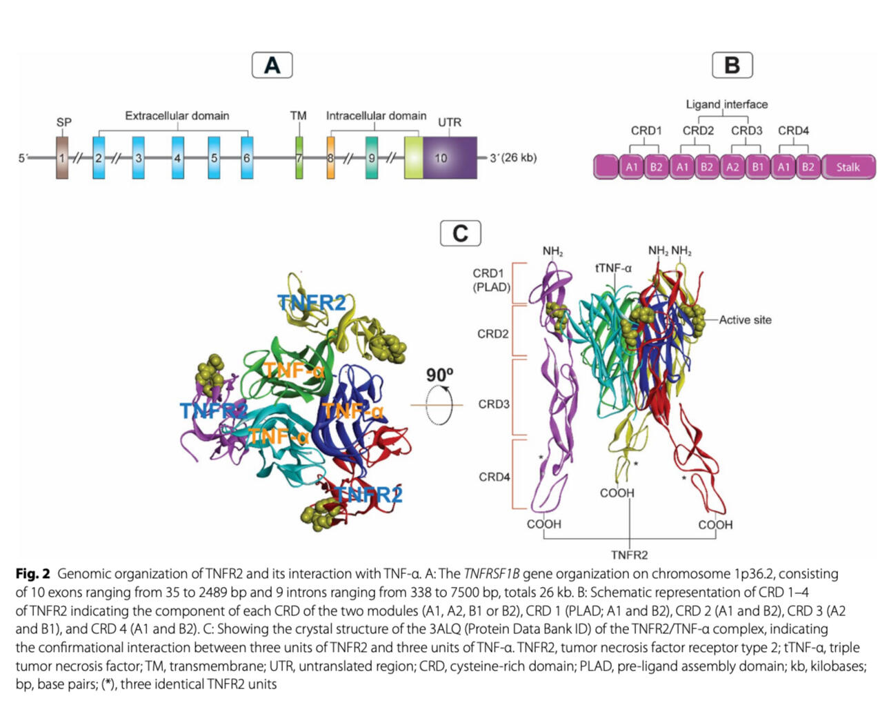 Removing breast tumor. (A) Palpable tumor before surgery. (B) Revealing tumor after incision on the breast skin. (MSc thesis, Ro