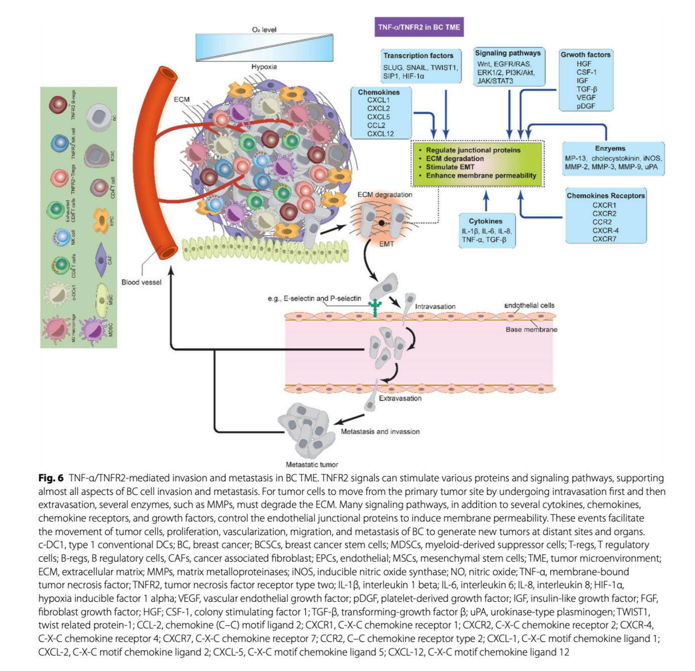 Removing breast tumor. (A) Palpable tumor before surgery. (B) Revealing tumor after incision on the breast skin. (MSc thesis, Ro